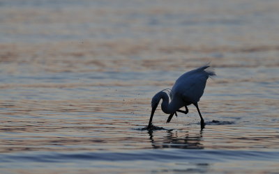 Aigrette gazette
