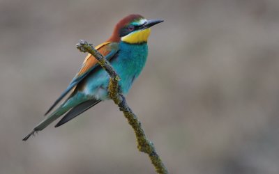 TJ_2011__034435.jpg