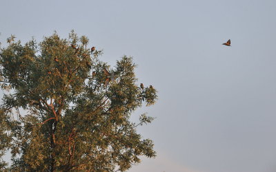 TJ_2011__034525.jpg