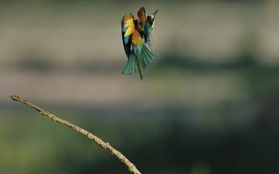 TJ_2011__034772.jpg