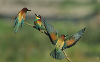 TJ_2011__034874.jpg