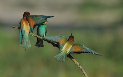 TJ_2011__034886.jpg