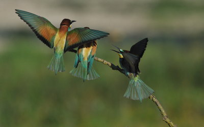 TJ_2011__034902.jpg