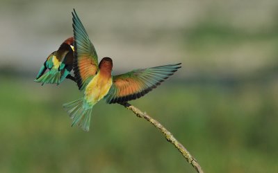 TJ_2011__034939.jpg