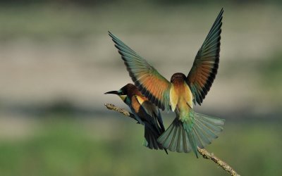 TJ_2011__035005.jpg