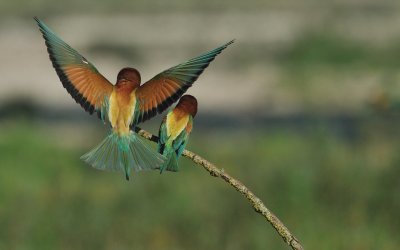 TJ_2011__035037.jpg