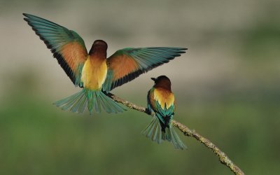 TJ_2011__035175.jpg