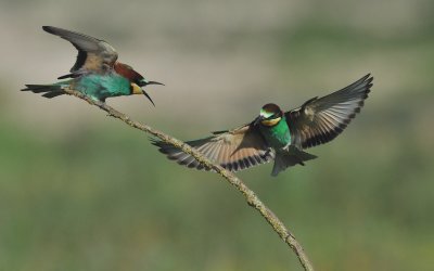 TJ_2011__035208.jpg