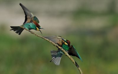 TJ_2011__035209.jpg