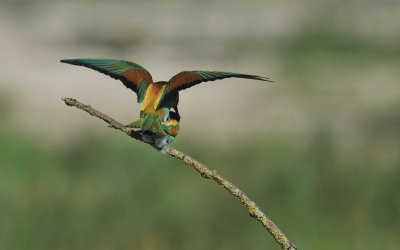 TJ_2011__035309.jpg