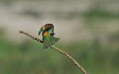 TJ_2011__035313.jpg