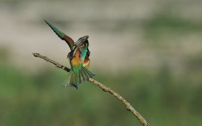 TJ_2011__035319.jpg