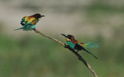 TJ_2011__035381.jpg