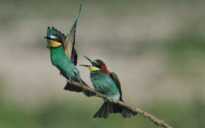 TJ_2011__035448.jpg