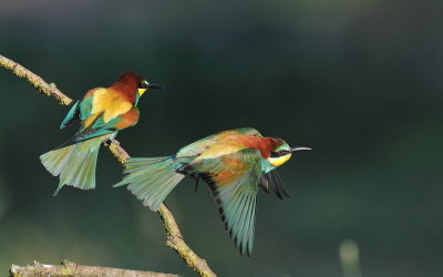TJ_2011__034685b.jpg