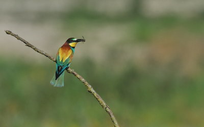 TJ_2011__035521.jpg