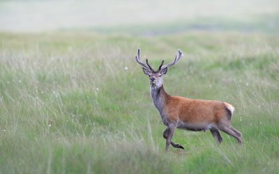 Scotland - Deer