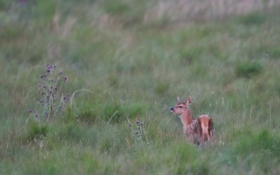 Scotland - Deer