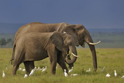 Eléphants d'Afrique VIVANTS