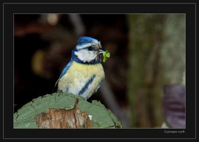 Mésange blue