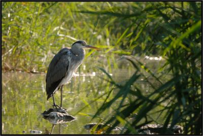 Grey heron - Hron cendr