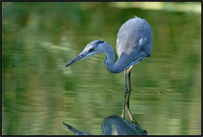 Grey heron - Héron cendré