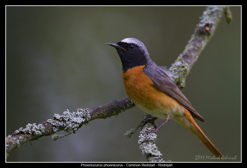 Common Redstart