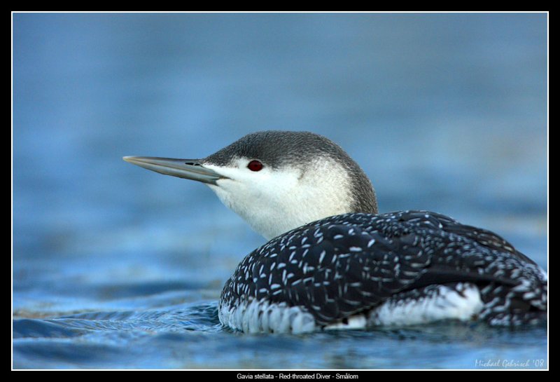 Red-throated Diver