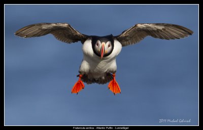 Puffin - Incoming