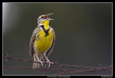 Western Meadowlark, Mission Bay