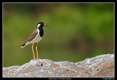 g4/43/361043/3/57407333.red_wattled_lappwing.jpg