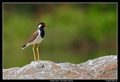 Red-wattled Lappwing, Ranganathittu