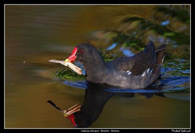Moorhen with nest material
