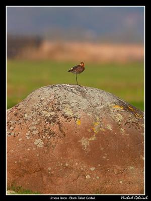 Black-Tailed Godwit, Hslvs ngar
