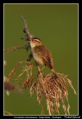 Sedge Warbler, Vombsjn