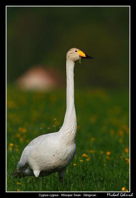 Whooper Swan, Torna Hllestad