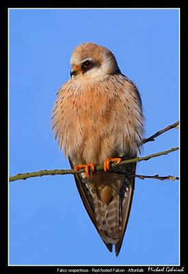 Red-Footed Falcon, sterlen