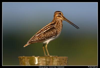 Common Snipe, Vombs Ängar