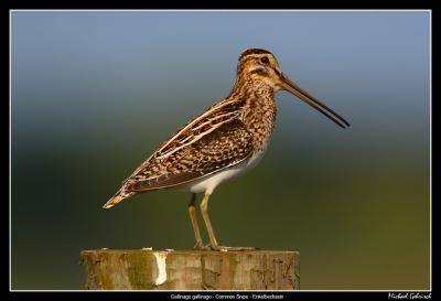 Common Snipe, Vombs ngar