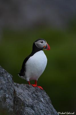 Atlantic Puffin