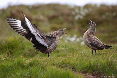 Great Skua Pair