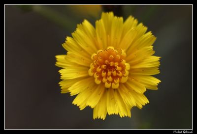 Meadow Flower, Gotland