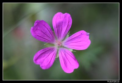 Meadow Flower, Gotland