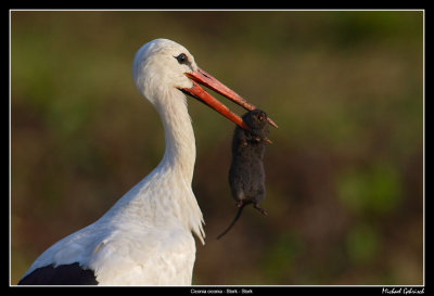 Stork with breakfast, Harlsa