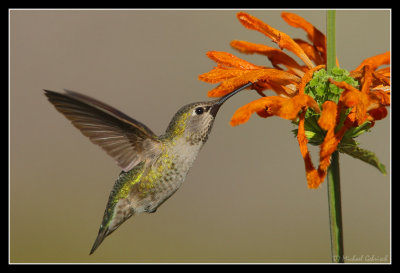 Hummingbird, San Diego
