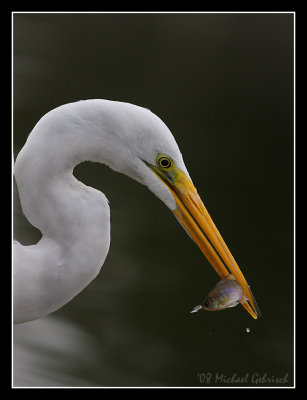 Egret, San Diego