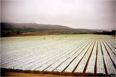 Newly Planted Strawberries