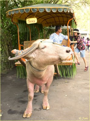 Our Ride