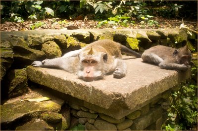Life In The Monkey Forest
