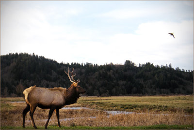 Elk Along The Umpqua River